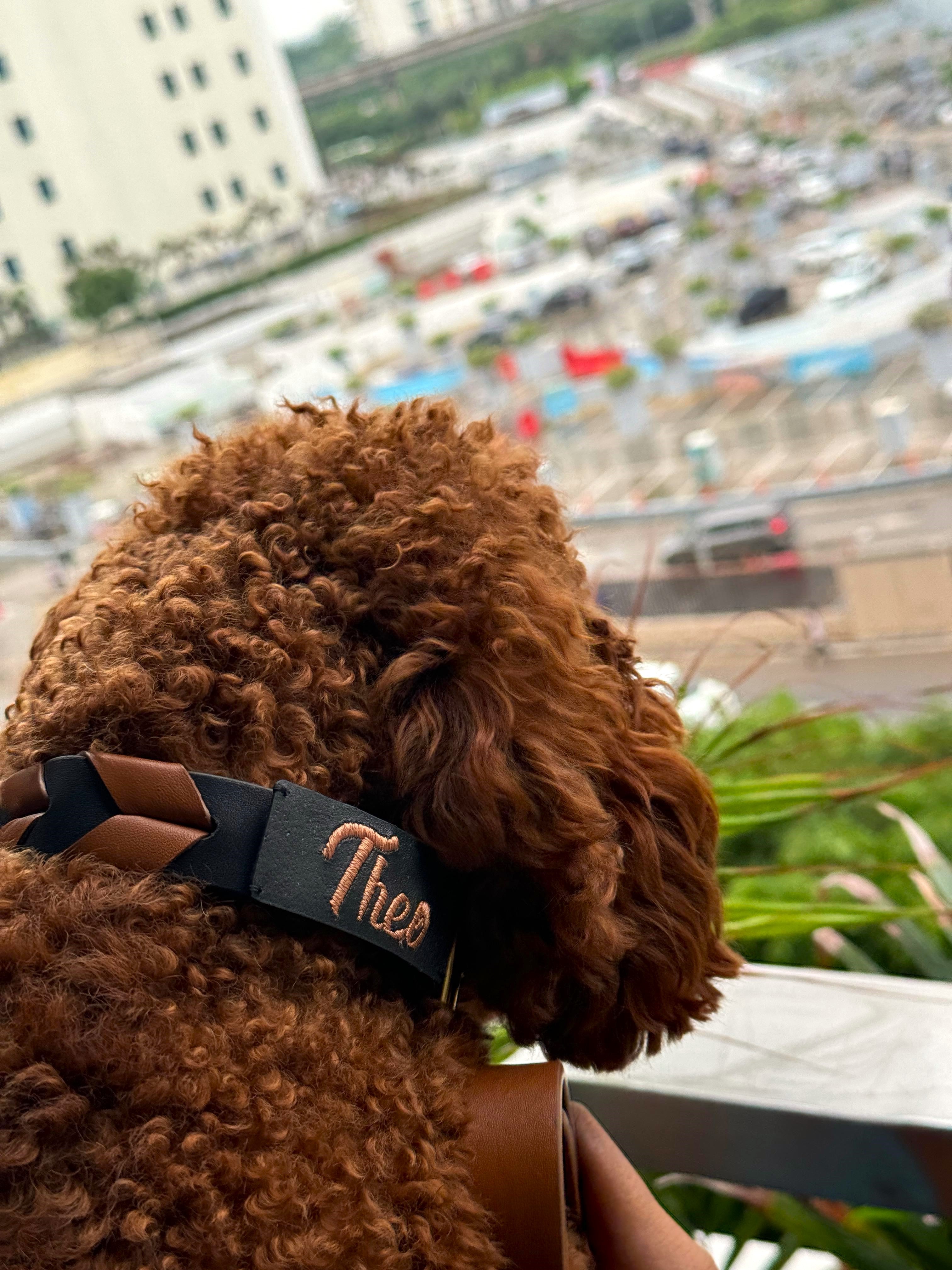 Tan & Black woven leather dog collar