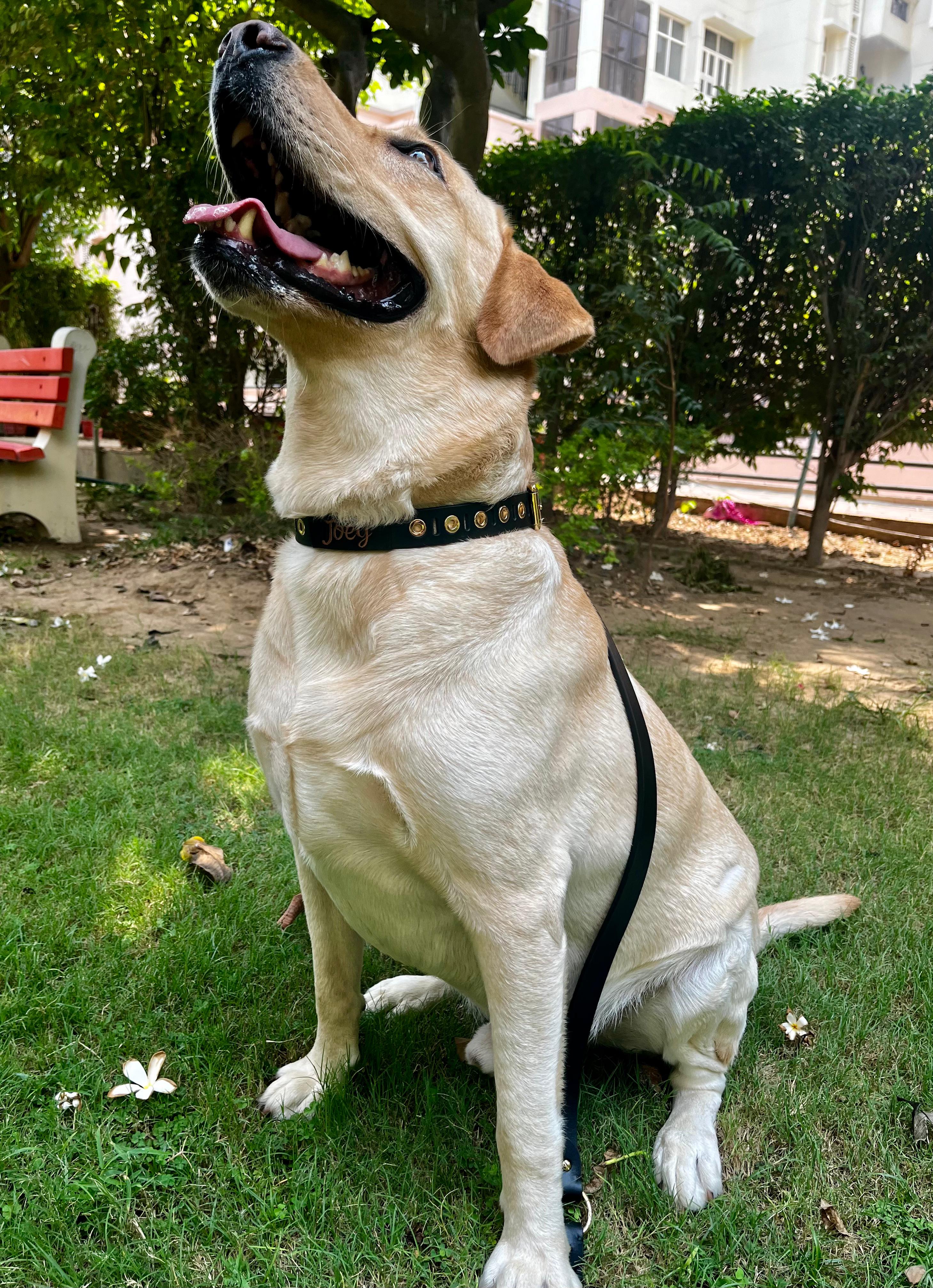 Black Riveted leather dog collar