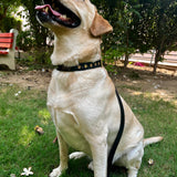 Black Riveted leather dog collar