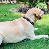 Black Riveted leather dog collar