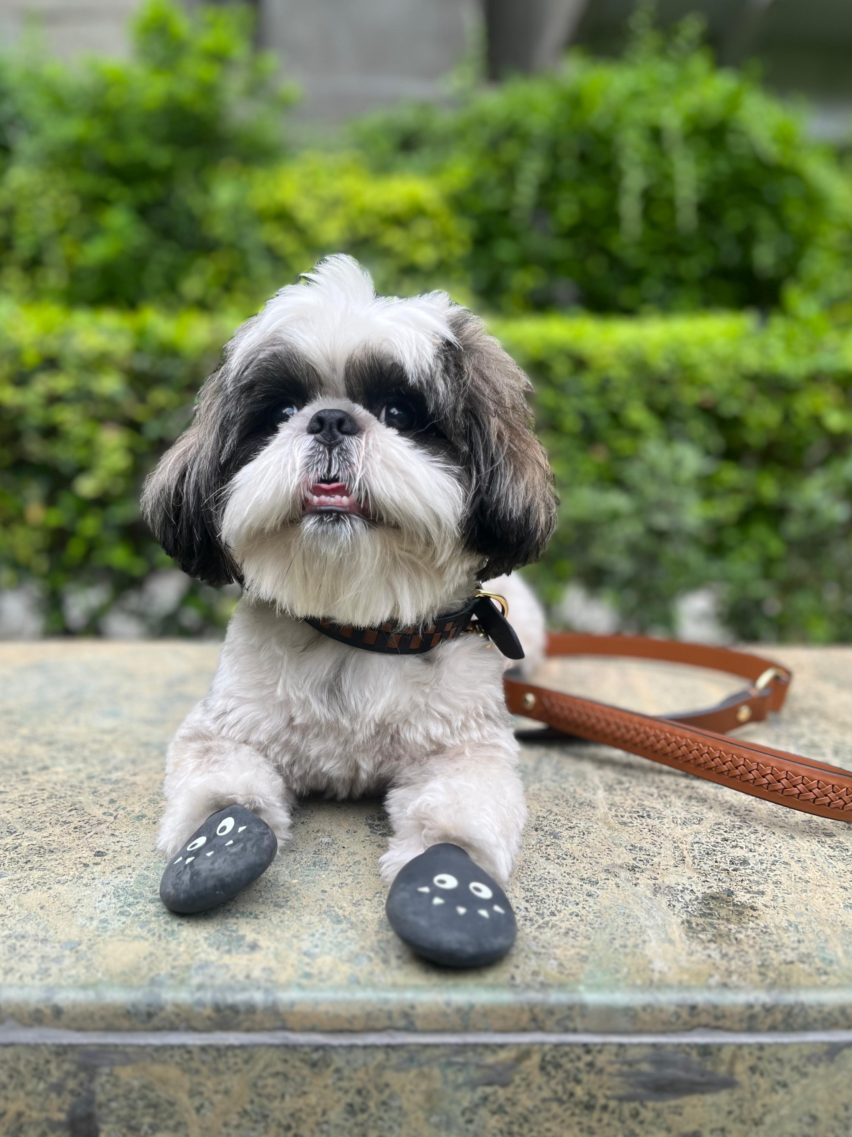 Tan woven leather dog leash