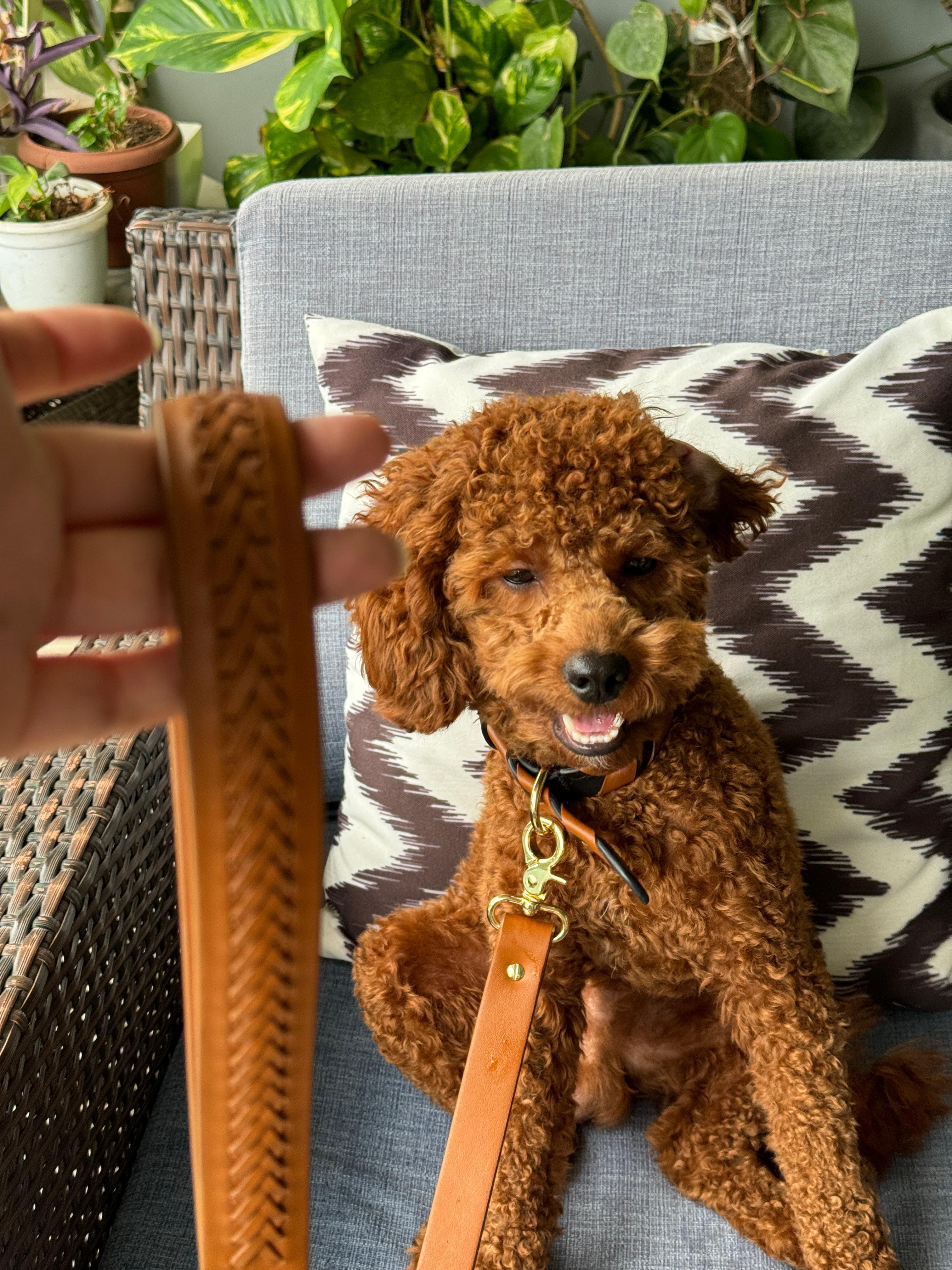 Tan & Black woven leather dog collar