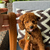 Tan & Black woven leather dog collar