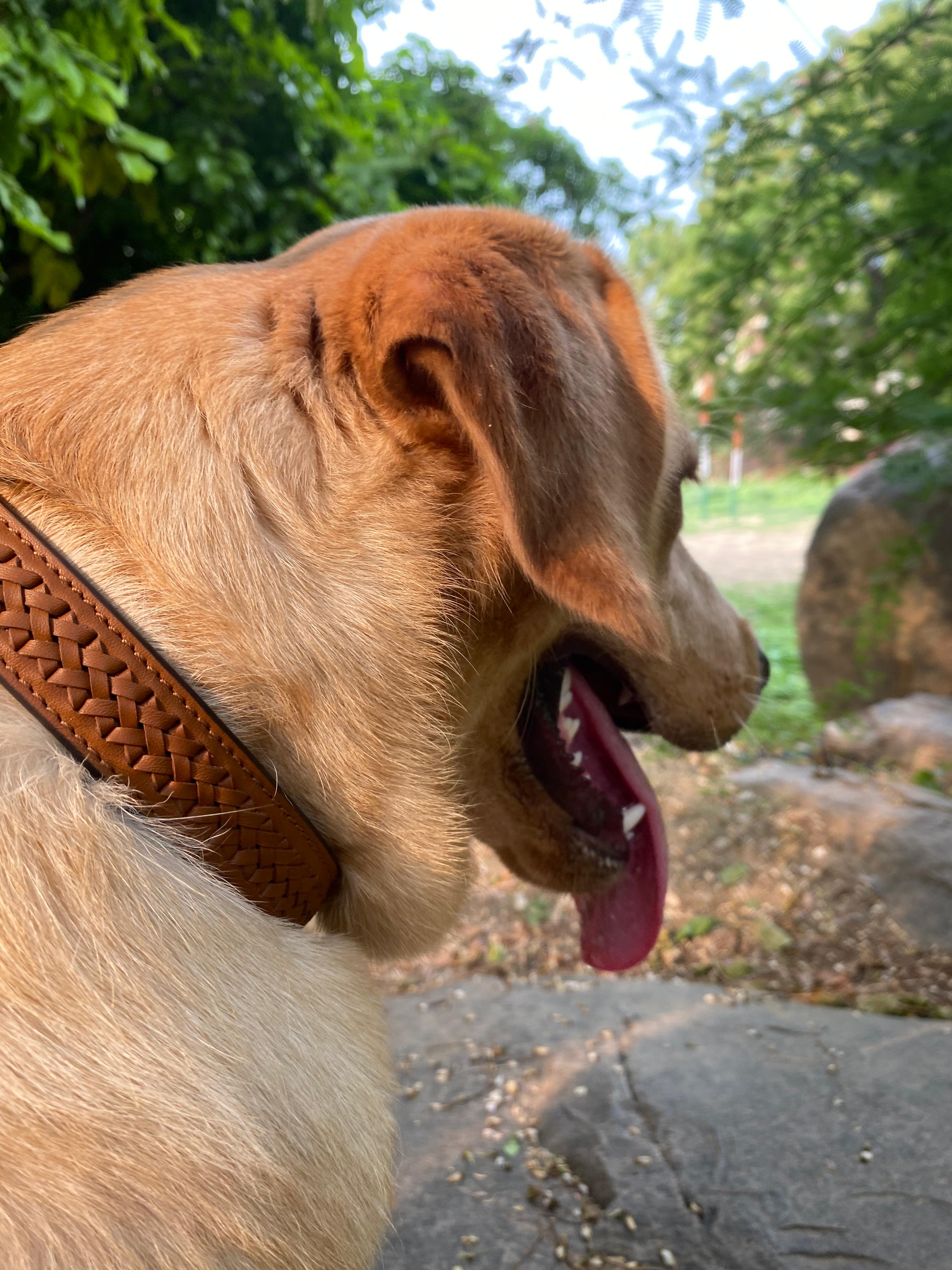 Tan Interlaced leather dog collar