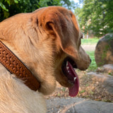 Tan Interlaced leather dog collar