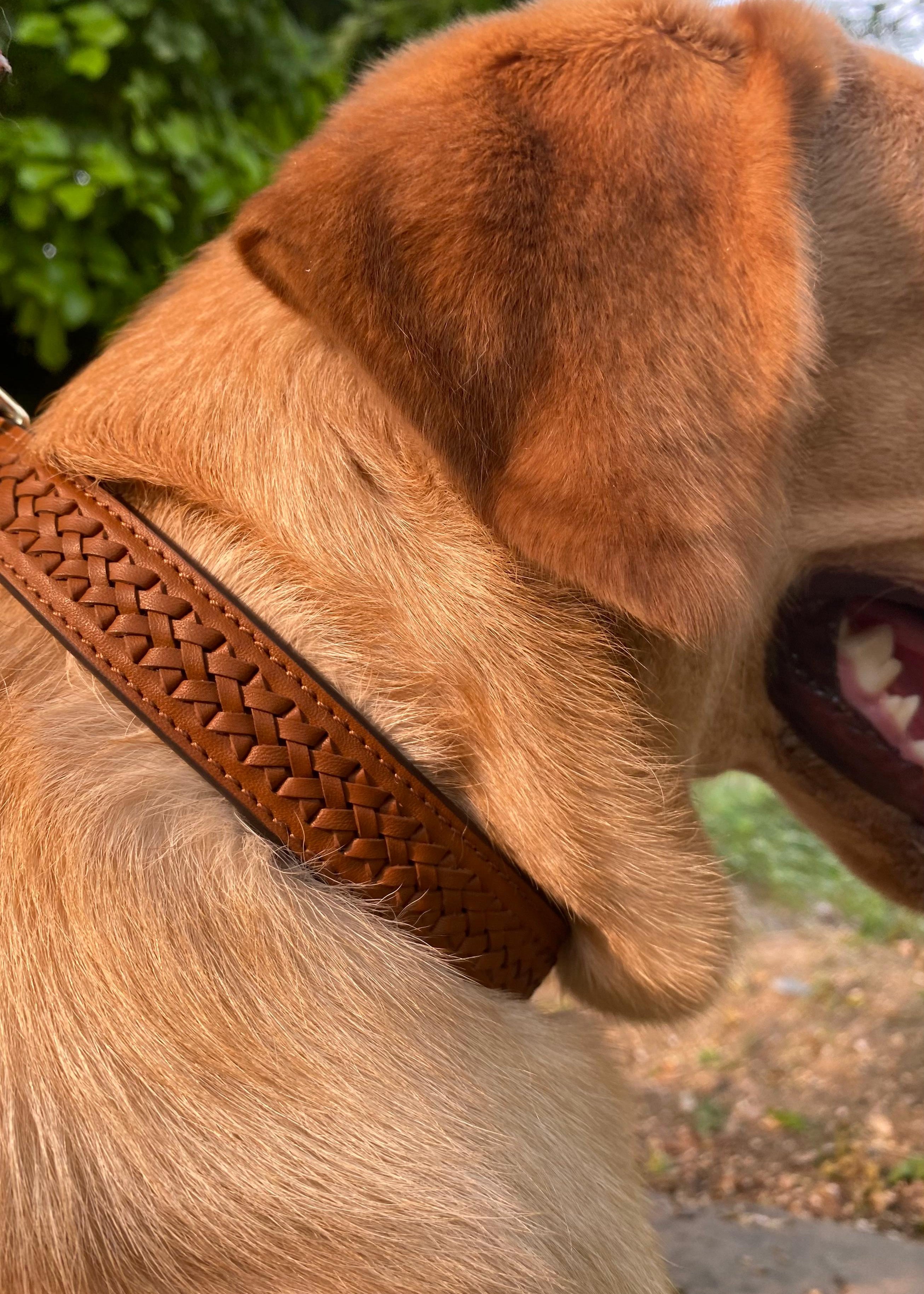 Tan Interlaced leather dog collar
