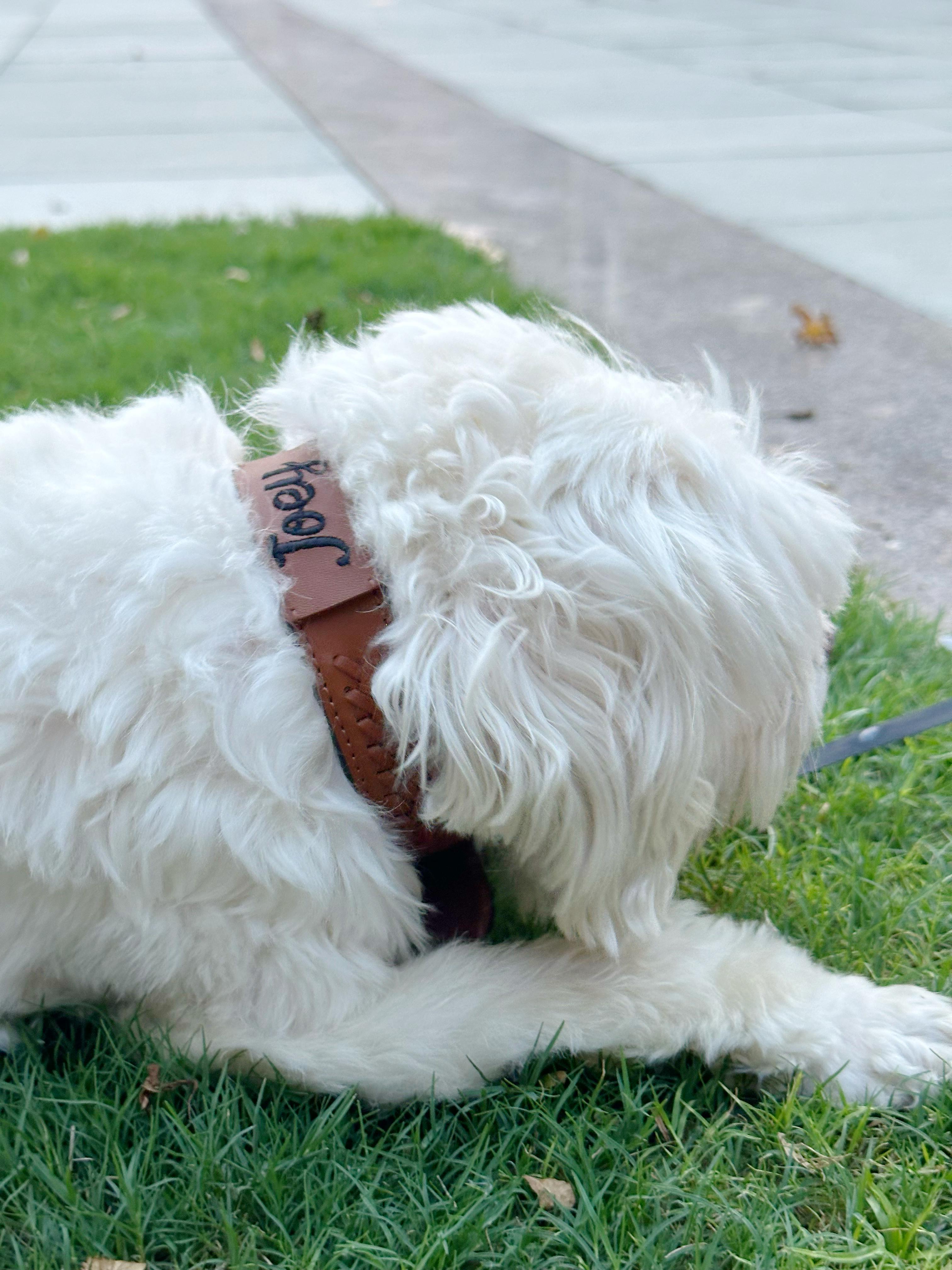 Tan Interlaced leather dog collar