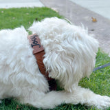 Tan Interlaced leather dog collar