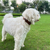 Tan Interlaced leather dog collar