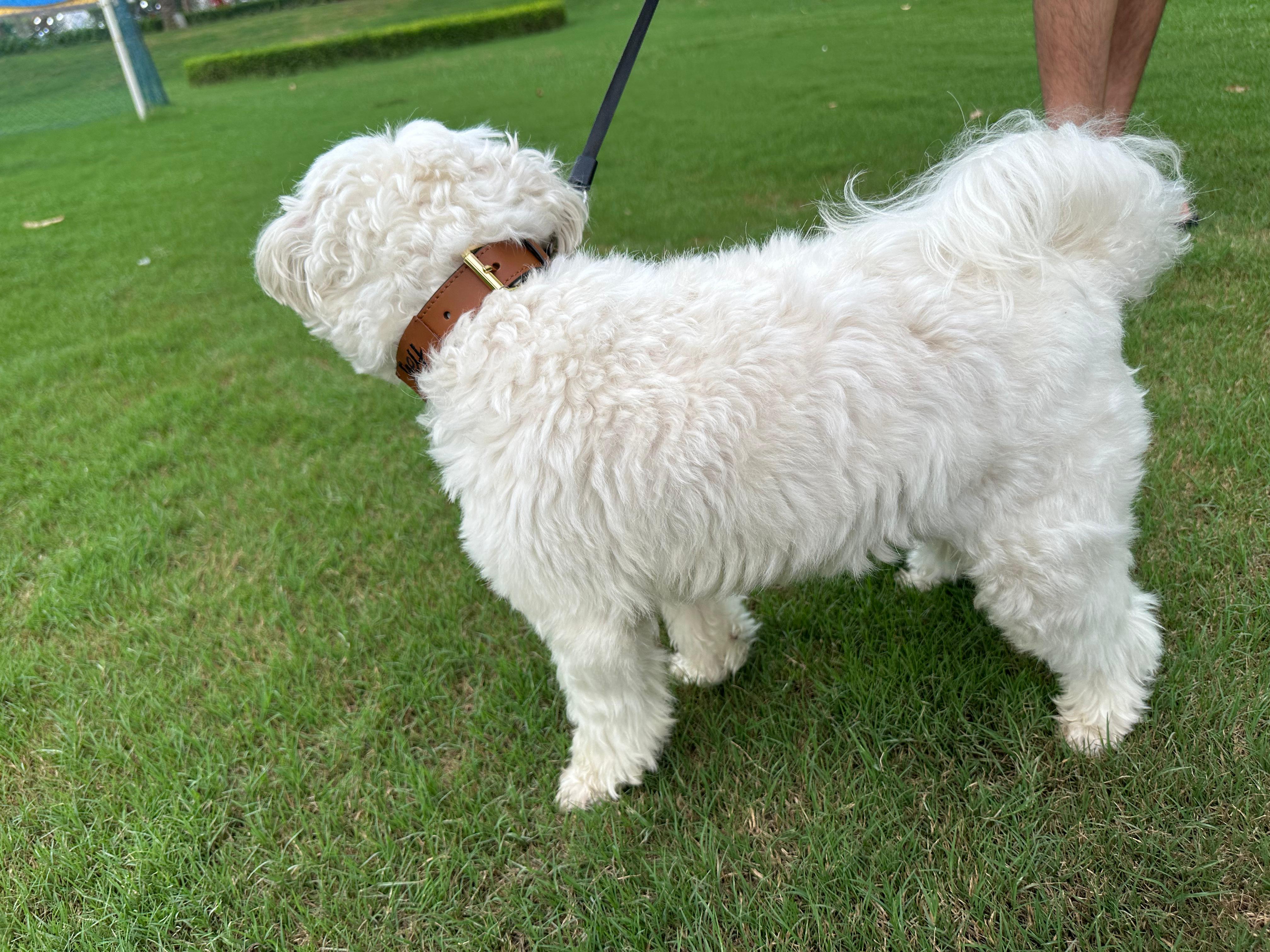 Tan Interlaced leather dog collar