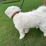 Tan Interlaced leather dog collar