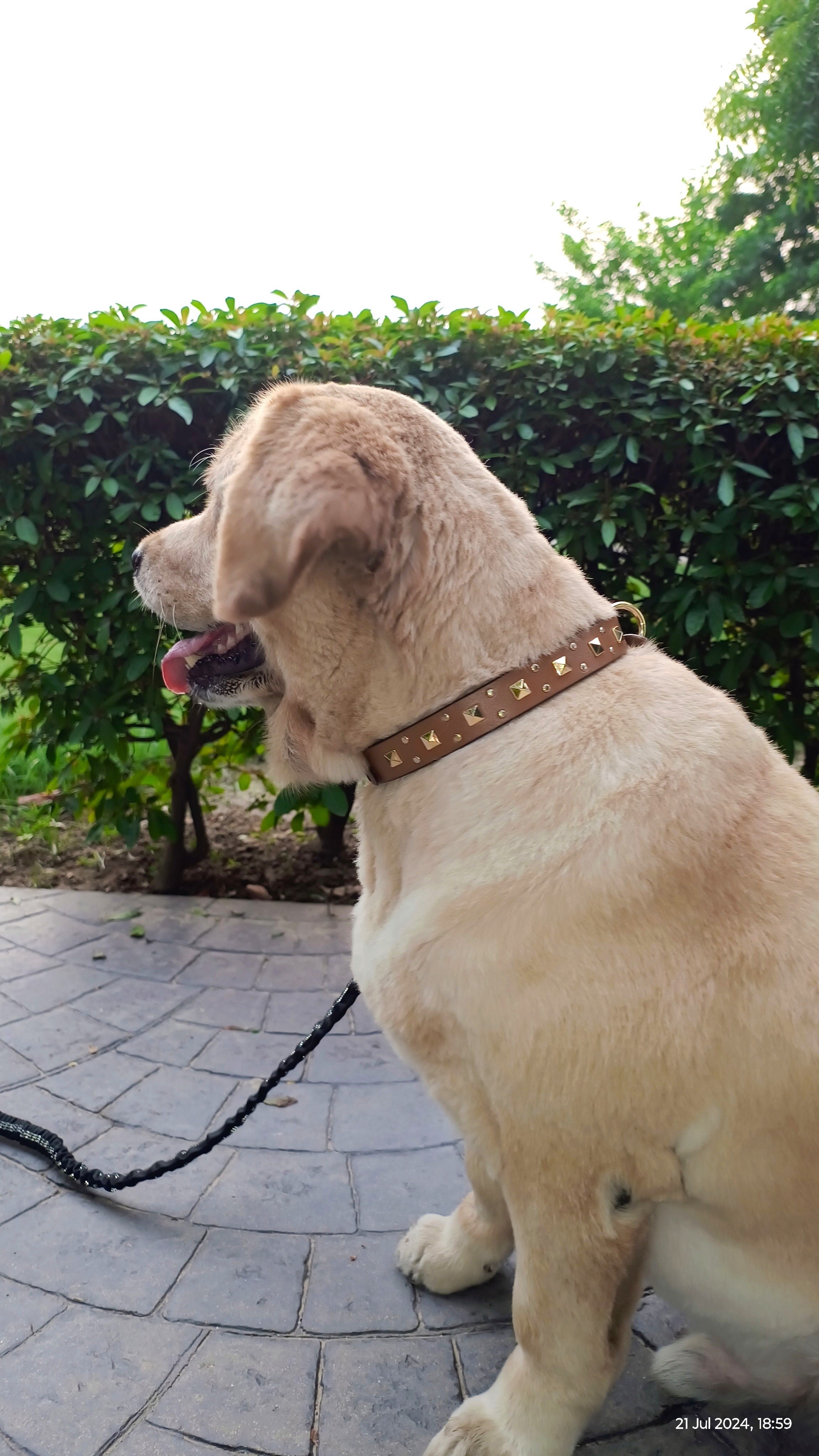 Tan leather dog collar with studs