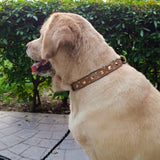 Tan leather dog collar with studs