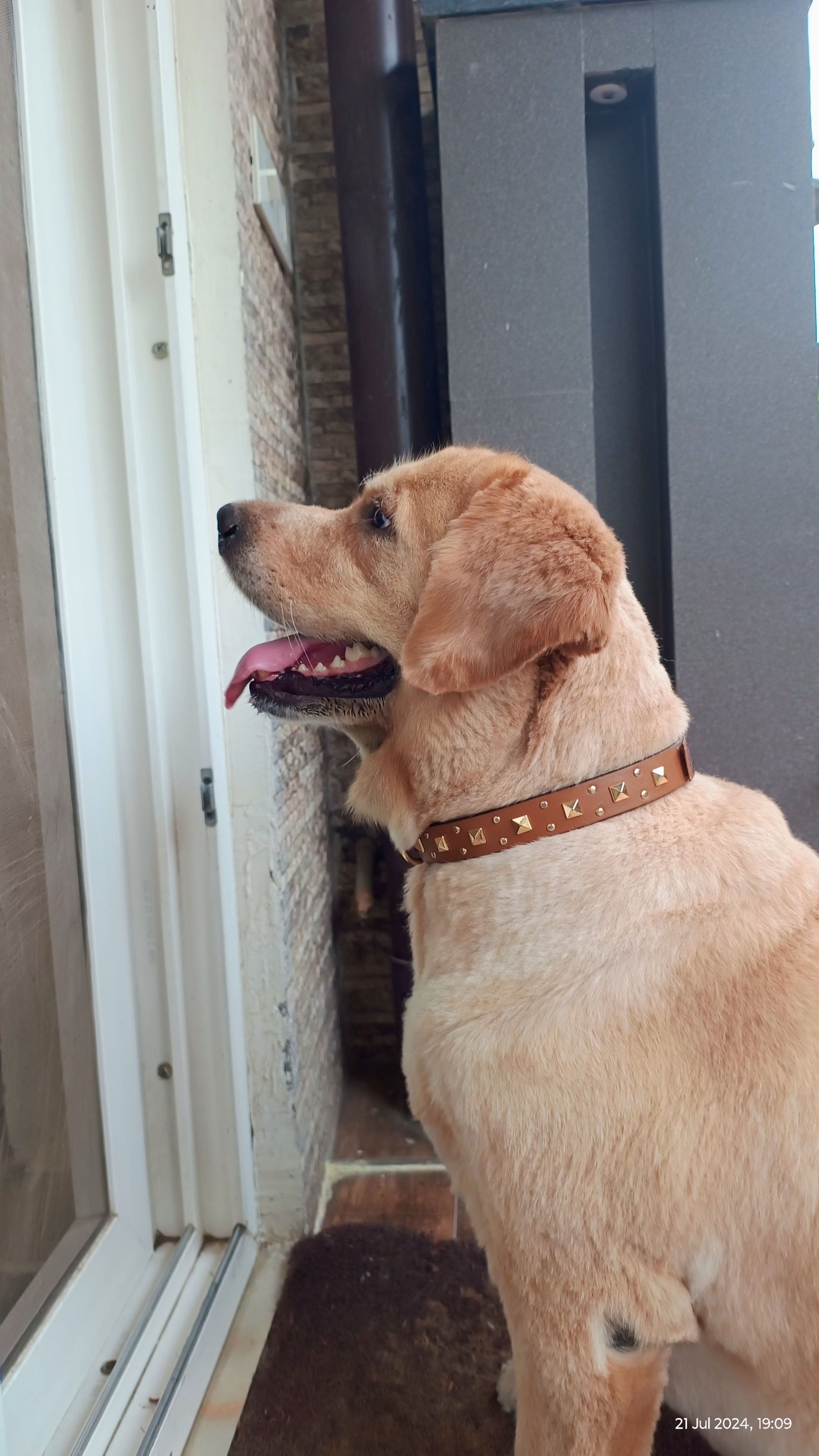 Tan leather dog collar with studs