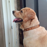 Tan leather dog collar with studs