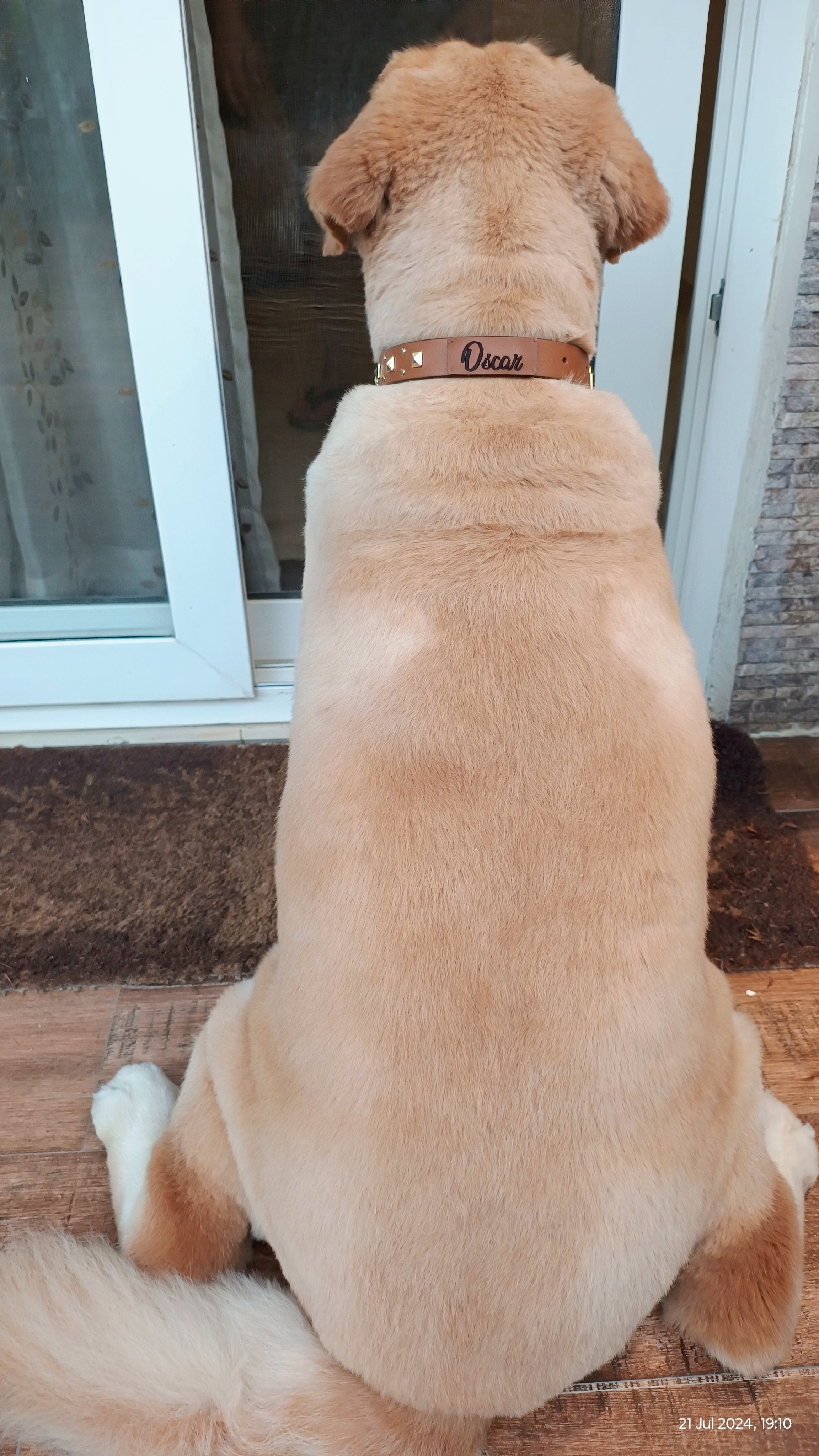 Tan leather dog collar with studs