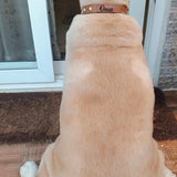 Tan leather dog collar with studs