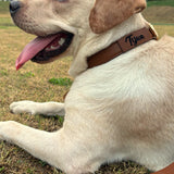 Tan leather dog collar