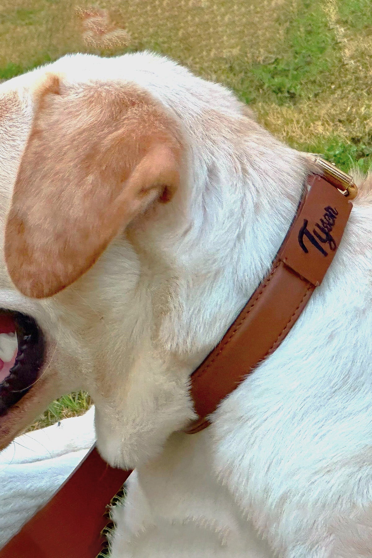 Tan leather dog collar