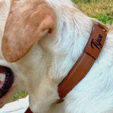 Tan leather dog collar