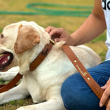 Tan leather dog collar
