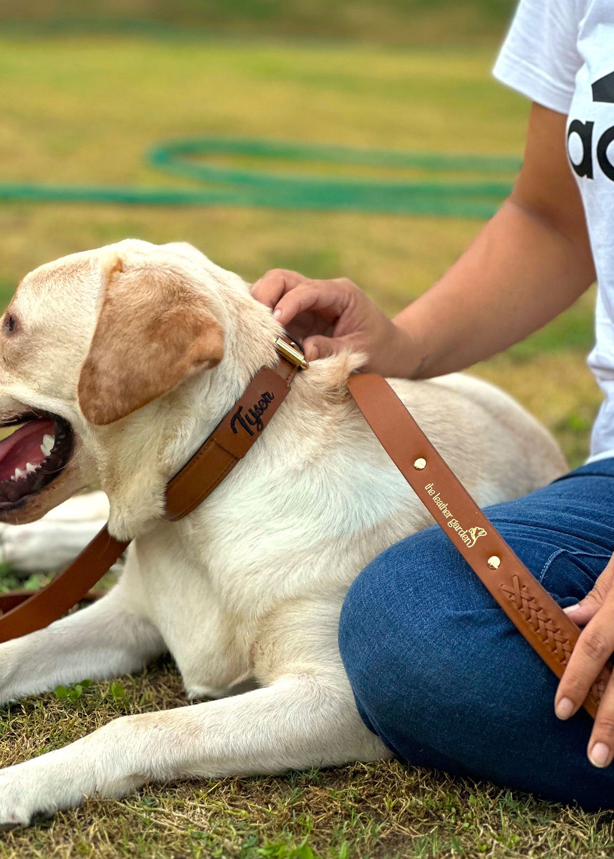 Tan leather dog collar